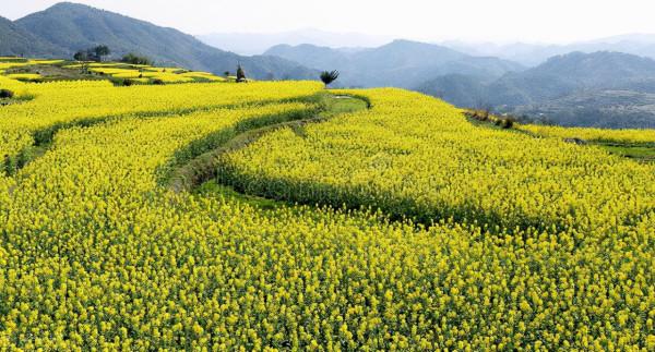 格律詩平仄“一三五不論，二四六分明”怎麼來的，有什麼道理？