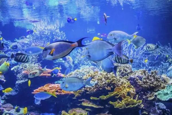 70種珍貴的魚欣賞（圖）