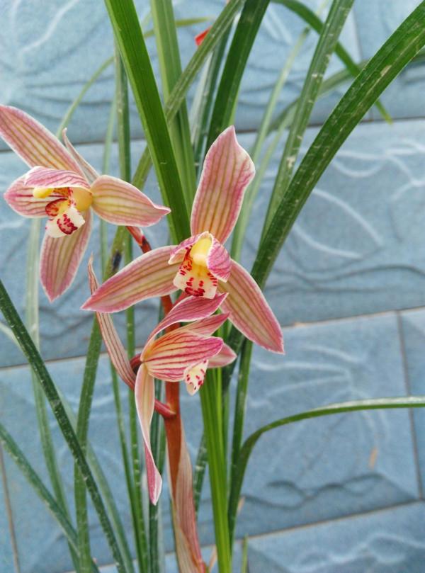 五年前，他拿三苗極品蘭花換了一件古董，後來經過鑑定居然是假貨