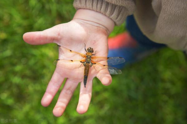 被遺忘在&OpenCurlyDoubleQuote;村裡&rdquo;的螞螂