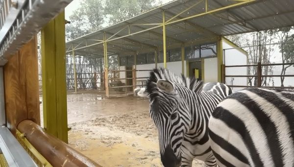 斑馬甩一甩鬃毛上的白雪，濺起一串小雪花