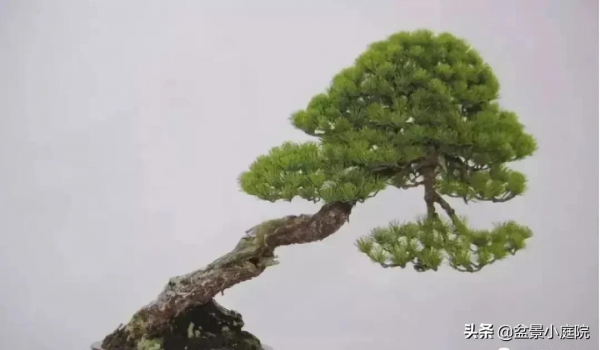 盆景橫樁，臥式低頭之美