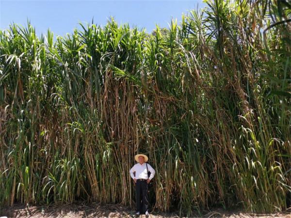 畝產30噸，種一次能收割15年！種植巨菌草真的可以賺錢嗎？