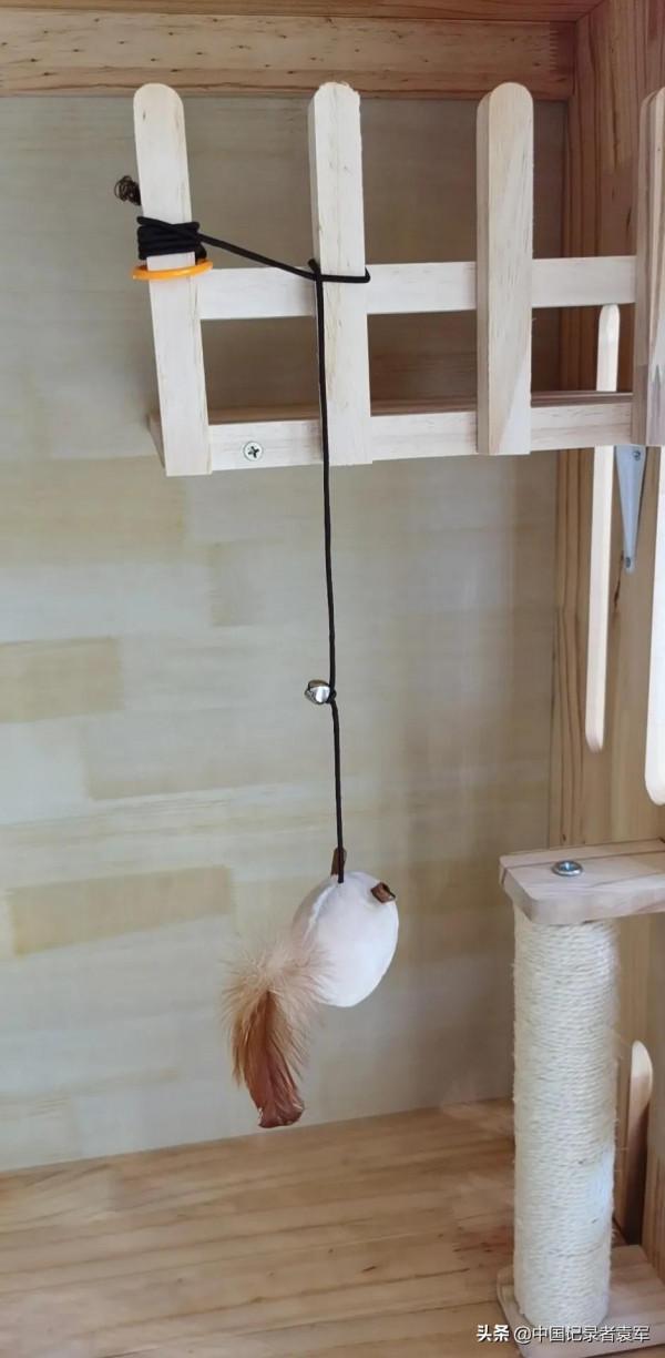 我最喜歡哥哥的寵物貓