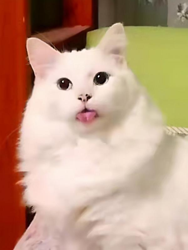 兩個貓星人的愛恨情仇