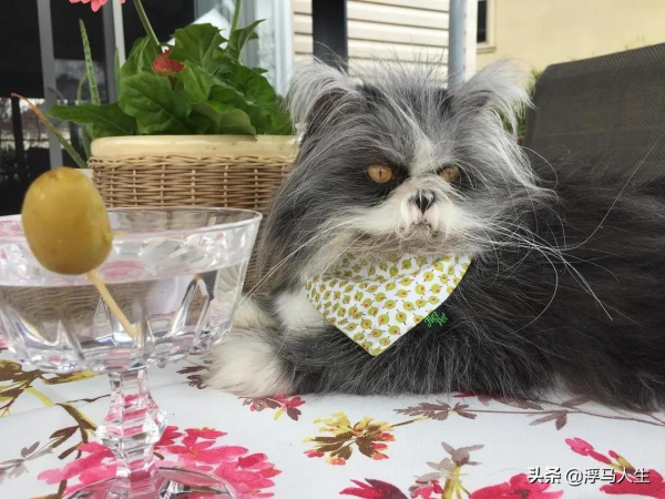 可愛的貓都見過，潦草的貓見過嗎？