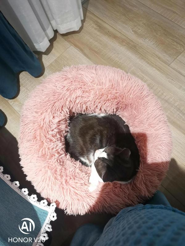 天涼了,記錄布丁開始寶貝睡了睡貓窩了 天涼了,記錄布丁開始寶貝睡了睡貓窩了