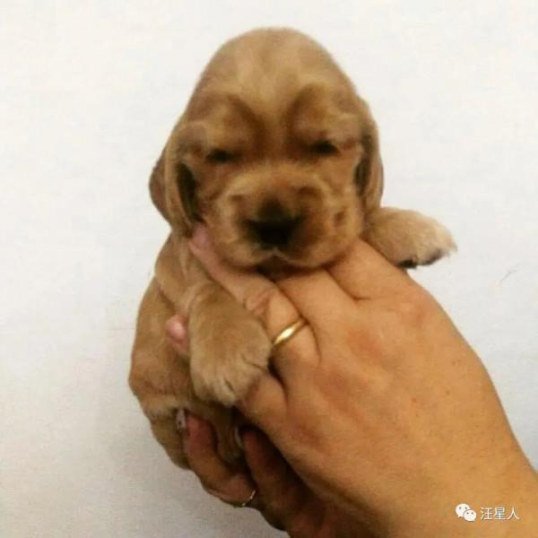 主人曬出家裡狗狗小時候和現在的對比照，全網被萌哭