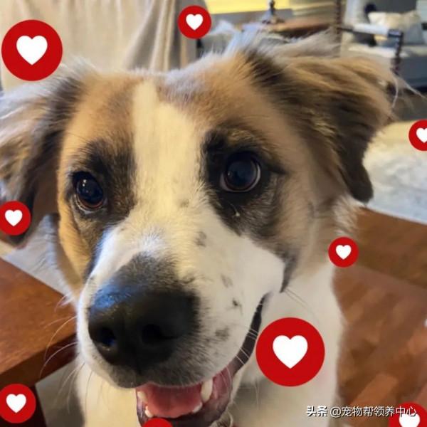 主人為愛犬找玩伴，竟領養到它的親妹妹，但瞭解真相心疼又氣憤