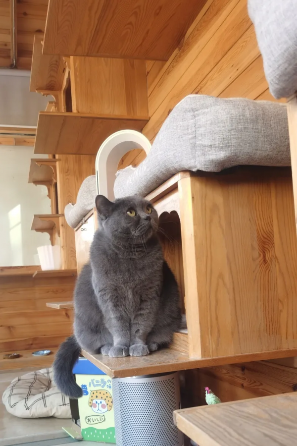 《論“肚腩”對小貓咪的重要性》