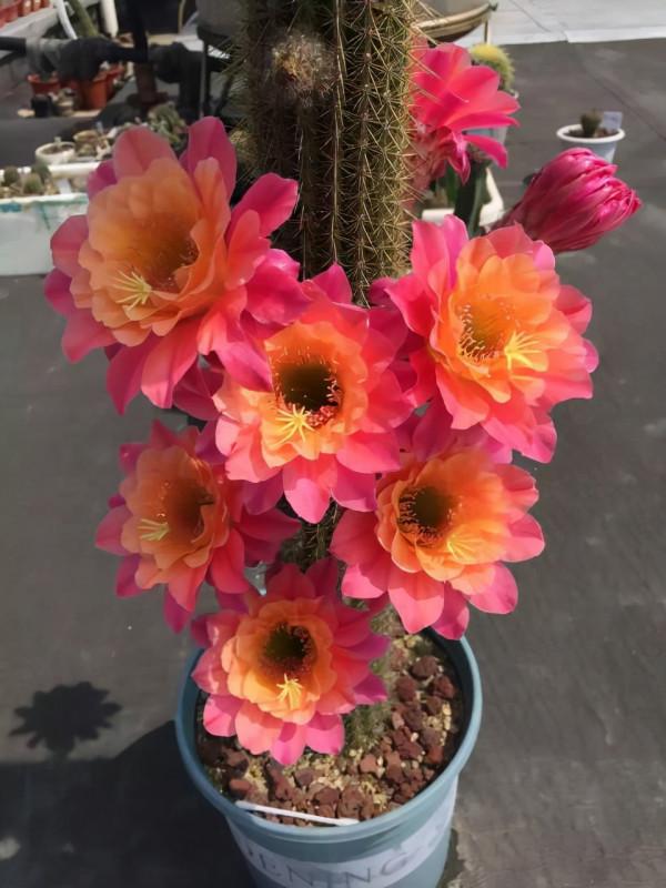 渾身帶刺的仙人掌花,沒想到還是個“花姑娘”,花朵顏值堪比荷花 渾身帶刺的仙人掌花,沒想到還是個“花姑娘”,花朵顏值堪比荷花