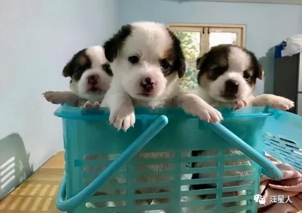 哈士奇和比格生下孩子，結果看到小狗子的長相後，二哈抑鬱