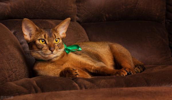 貓咪三個月了可以驅蟲嗎 貓咪三個月了可以驅蟲嗎