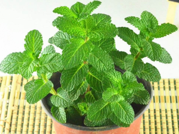 家庭養花場地小，不如就盆栽這4種，香味好聞，很容易養好