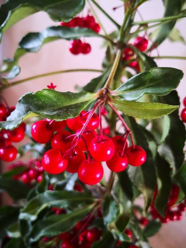 年底養盆“洋氣花”，放在家裡喜氣洋洋，開花顏值賊高