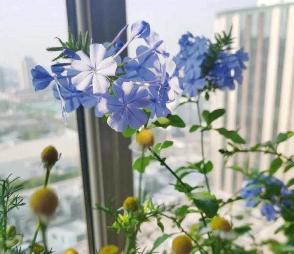 冬天適合養的花和植物有哪些？即使是嚴寒也抵擋不住養花的熱情