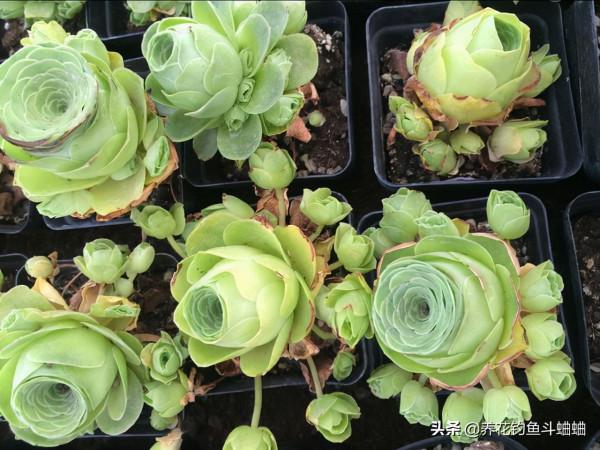 永不凋謝的多肉山地玫瑰,滿足“生長習性”,葉片飽滿又緊湊 永不凋謝的多肉山地玫瑰,滿足“生長習性”,葉片飽滿又緊湊