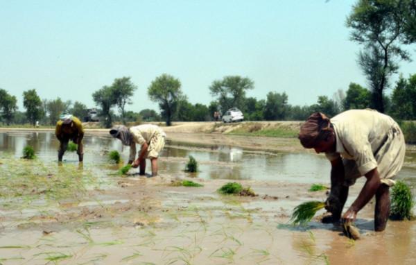 美國多州現神秘傳染病,極易被誤診,2人已喪命,源頭指向印度 美國多州現神秘傳染病,極易被誤診,2人已喪命,源頭指向印度