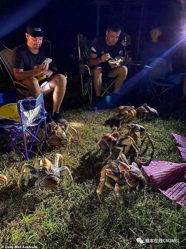 正在打高爾夫的澳洲大爺發現巨蟹正在順走自己的球杆