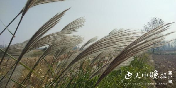 秋日蘆花別樣美