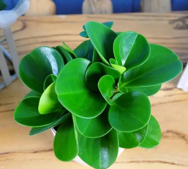 100種觀葉植物 | No.8 豆瓣綠養護攻略 100種觀葉植物 | No.8 豆瓣綠養護攻略