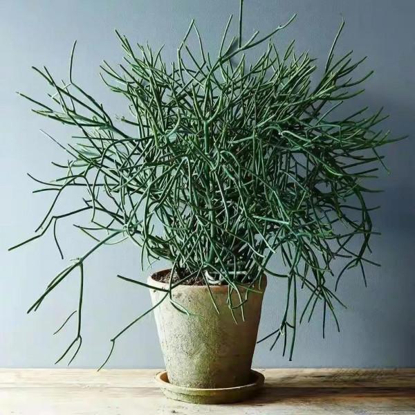 超萌多肉植物“光棍樹”有毒嗎？能養家裡嗎？種植需要注意什麼？