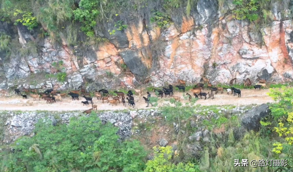 貴州80後小夥獨居懸崖13年，住石頭房靠放羊為生，卻年入十幾萬