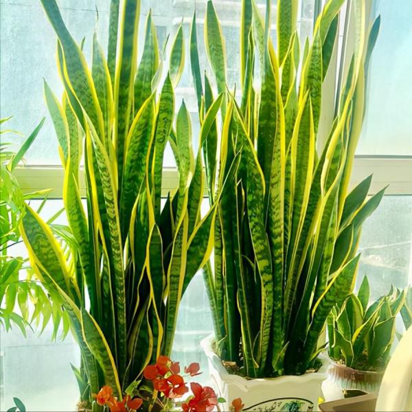 “窮養”5種花，用小花盆栽種，多曬少管更利於生長，又美又值錢