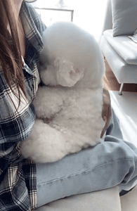 體檢被醫生說超重，小比熊委屈地紮在主人懷裡