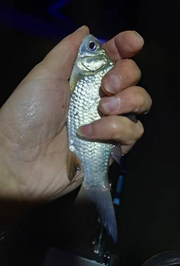 實戰調漂釣鯉魚，散炮誘釣打頻率