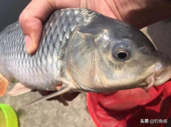 一遇退水就不釣魚了？告訴你一些實用的建議，肯定用得上