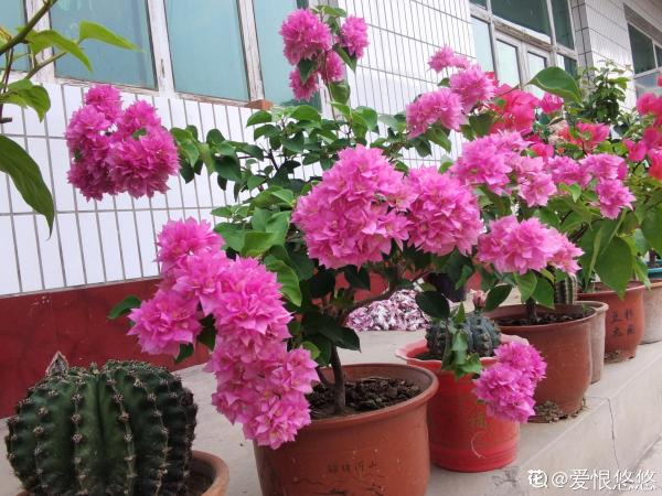 4種花不能慣著,狠狠剪一刀,呼呼冒出“小筍芽” 4種花不能慣著,狠狠剪一刀,呼呼冒出“小筍芽”