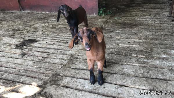 貴州80後小夥獨居懸崖13年，住石頭房靠放羊為生，卻年入十幾萬