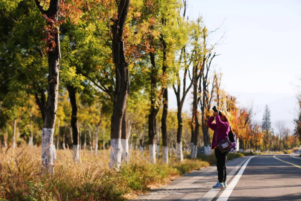 美成故事！這條路用紅、黃、藍三色驚豔了冬日時光