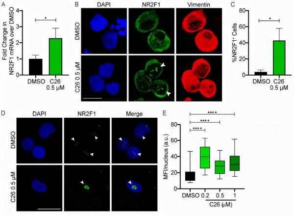 殺不死,殺不盡,那就讓癌細胞休眠?癌細胞控制新方法 殺不死,殺不盡,那就讓癌細胞休眠?癌細胞控制新方法