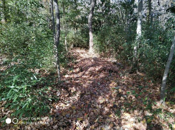 鐘山戴笠墓遺蹟