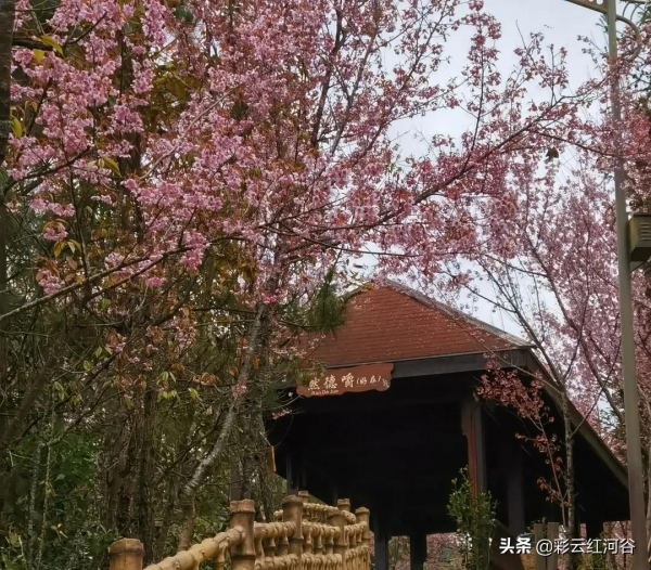 美美美!撒瑪壩冬櫻花唯美綻放 賞櫻正當時 美美美!撒瑪壩冬櫻花唯美綻放 賞櫻正當時