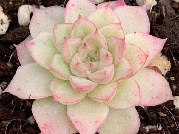 女王玫瑰，價格和顏值都很分裂的一款多肉，號稱月影系的顏值擔當