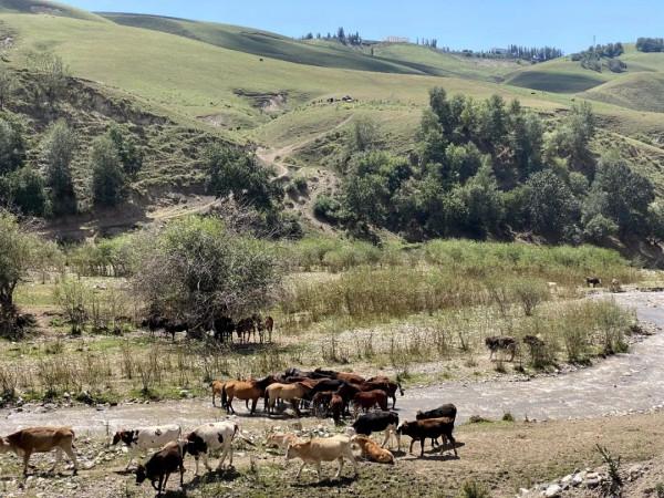 天山行之（二）空中草原託乎拉蘇