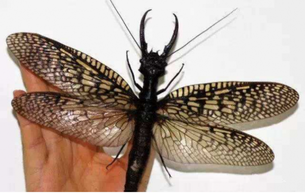 世界最大的蜻蜓，體長超過5&period;08釐米，和想象中的不太一樣