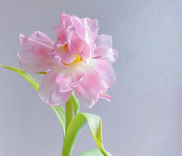 《道德經》了不起的人，處，人所不能處，處世之道，以利他為主