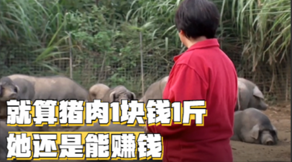 “養豬超人”謝桂花,年出欄量5000頭,她的秘訣是什麼? “養豬超人”謝桂花,年出欄量5000頭,她的秘訣是什麼?