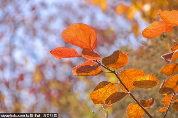 最新實拍!北京這裡紅葉美翻了!關鍵人少還免費,快來打卡 最新實拍!北京這裡紅葉美翻了!關鍵人少還免費,快來打卡