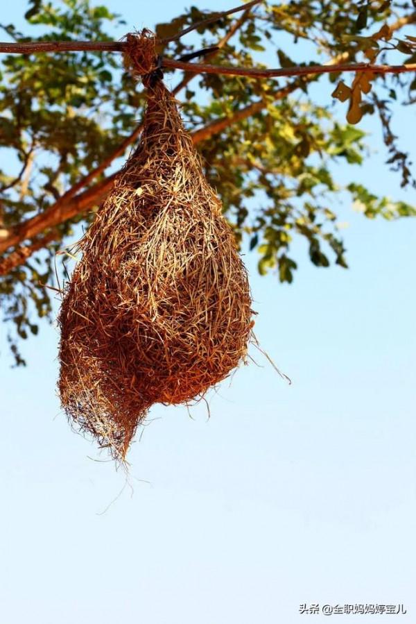 分享——鳥類築巢