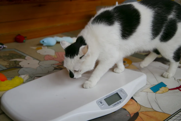 秋膘貼得好不好,體重秤上見分曉 秋膘貼得好不好,體重秤上見分曉