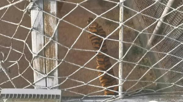 青島森林野生動物世界：園區不太野 管理倒挺野