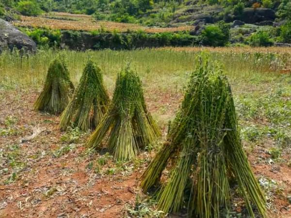 南方吃種子,北方卻把葉子當成極品野菜,煮麵條更是一絕 南方吃種子,北方卻把葉子當成極品野菜,煮麵條更是一絕