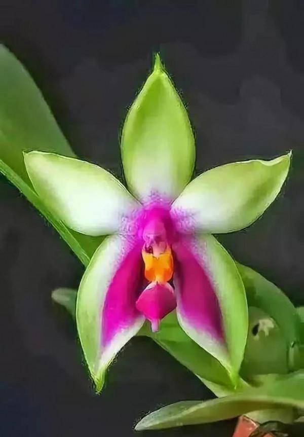 32種罕見的鮮花欣賞