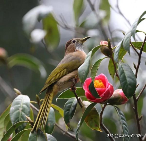 茶花滿樹開，眾多鳥兒來