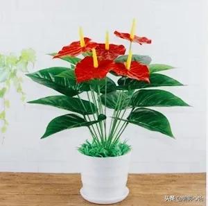 紅掌要想葉綠花紅,營養供給是關鍵,還需加點小偏方 紅掌要想葉綠花紅,營養供給是關鍵,還需加點小偏方